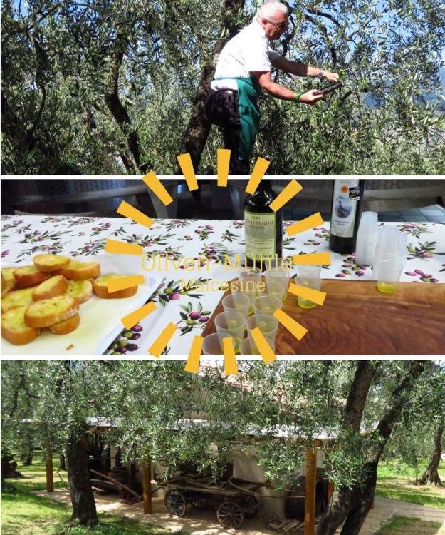 Interessantes über den Anbau von Oliven lernen in Malcesine