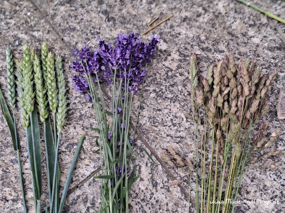 Getreide und Lavendel gebündelt